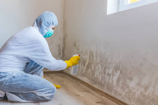 Licensed Basement Mold Remediation service in Balm, FL - WQB Mold Removal