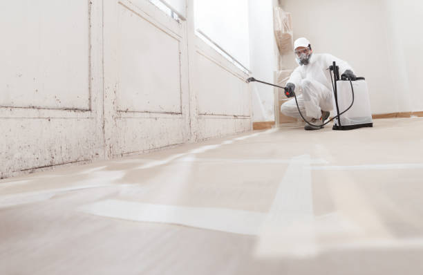 24/7 Emergency Basement Mold Remediation experts in Balm, FL