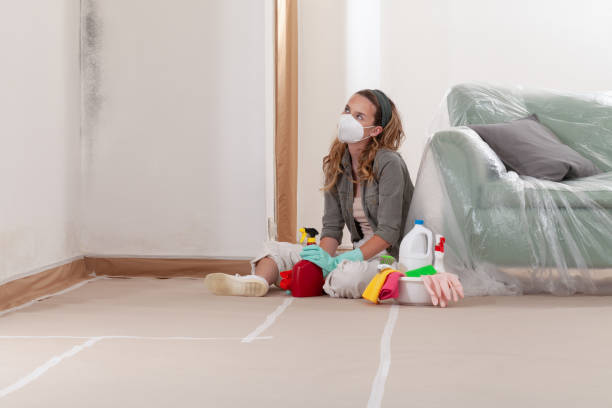 Reliable Basement Mold Remediation contractor in Balm, FL by WQB Mold Removal
