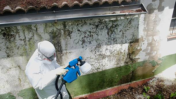 Top rated local Basement Mold Remediation specialists in Balm, FL
